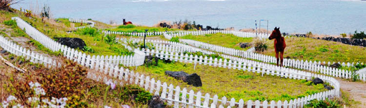 大連到濟(jì)州島旅游旅游推薦理由